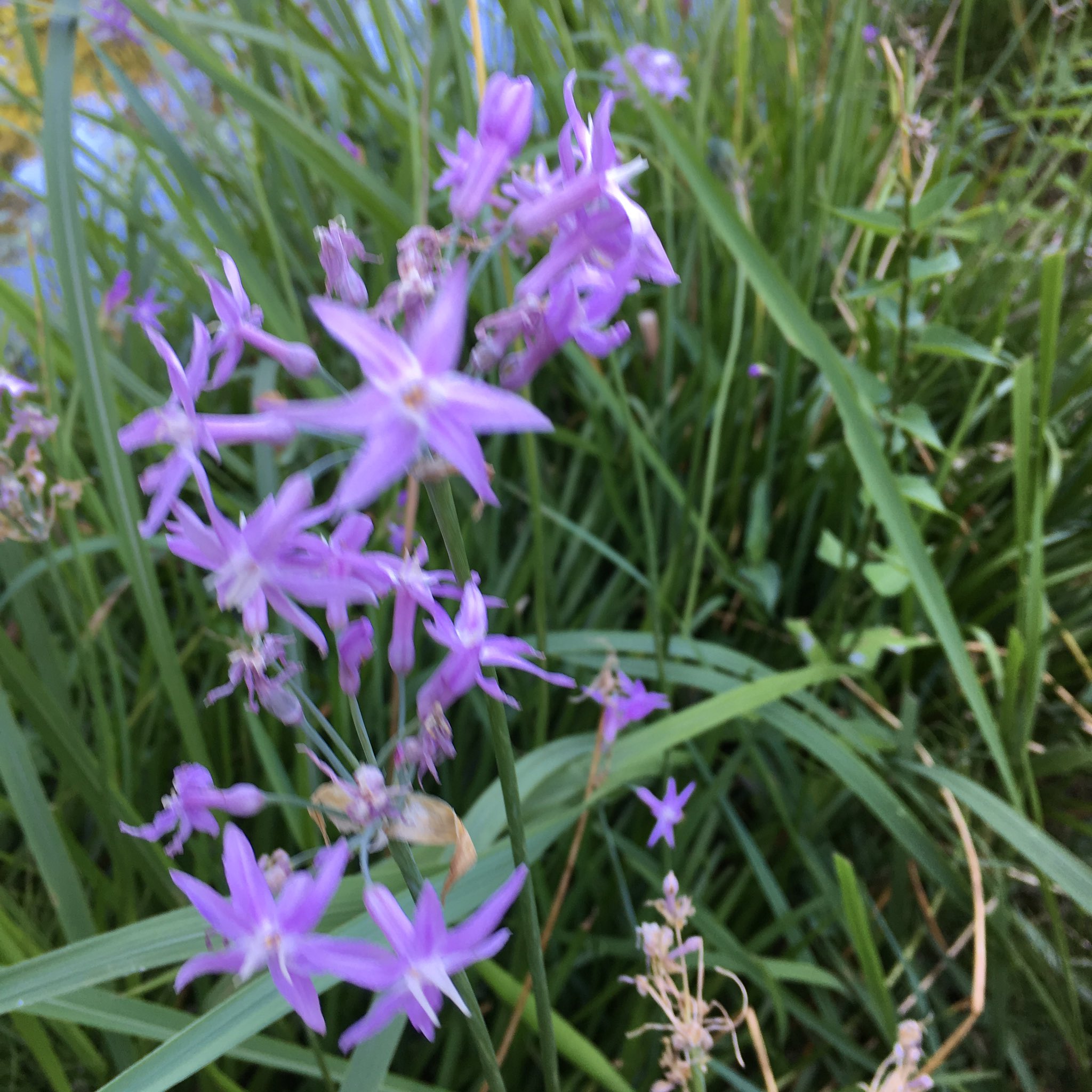 星形の花 Twitter Search Twitter