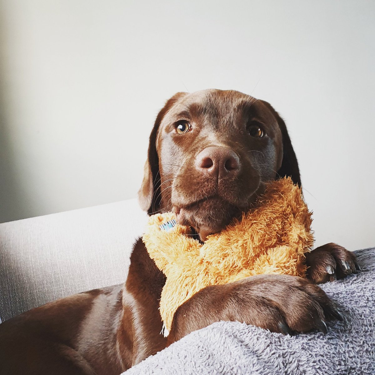 JTheDeveloper's tweet photo. Chilled morning with this one then back to work!

For more like this checkout my instagram @ code_and_stuff

#puppy #dog #doggo #chocolatelab
#sleepysaturday https://t.co/72aGwEbHAM