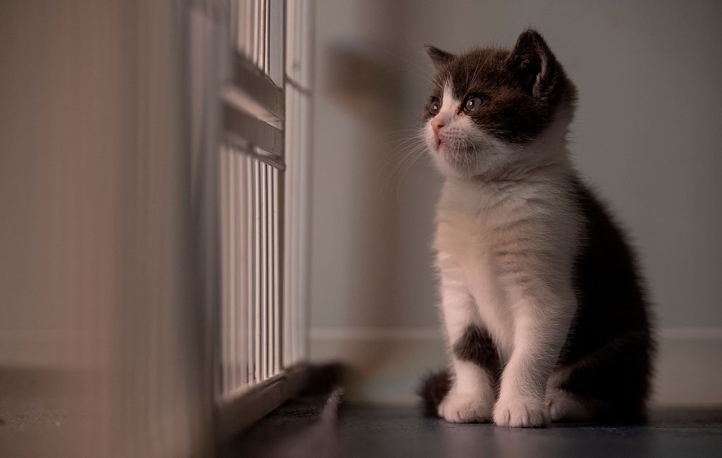 CGTNOfficial's tweet photo. Cuteness overload

#China's first cloned cat Garlic says hi in newly released photos. https://t.co/qzZuG29KW2