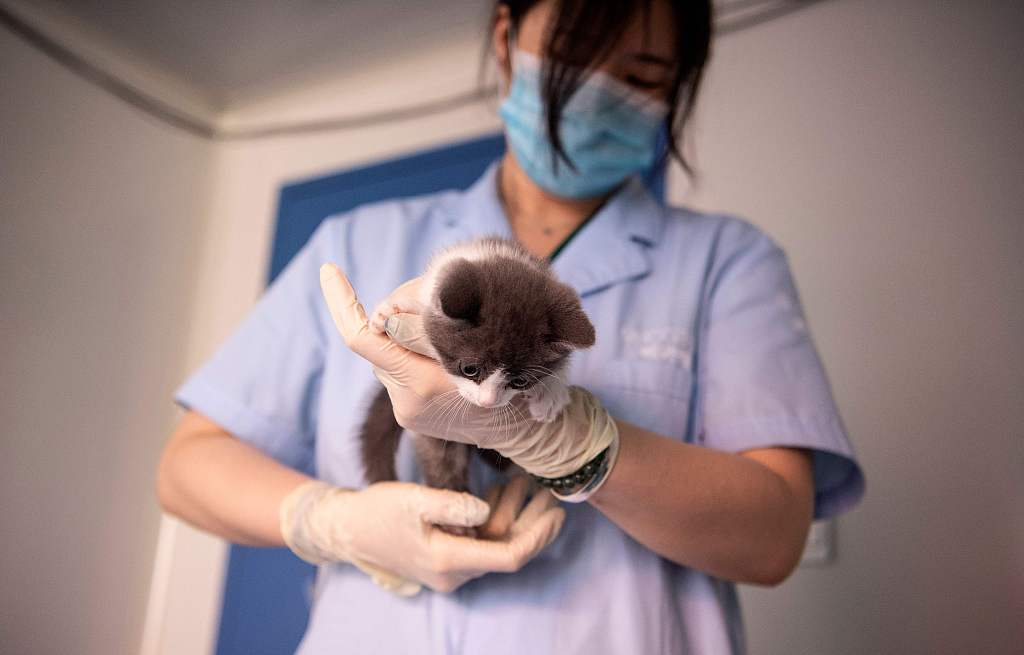 CGTNOfficial's tweet photo. Cuteness overload

#China's first cloned cat Garlic says hi in newly released photos. https://t.co/qzZuG29KW2