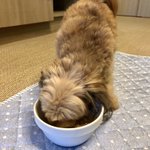 ツイートに含まれる画像