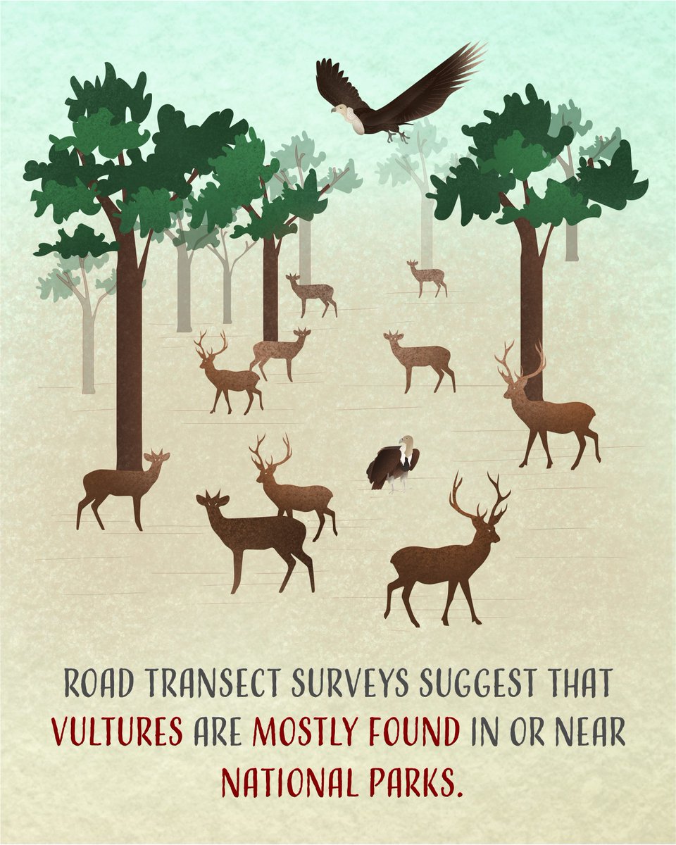 poojaslab's tweet photo. @MoeGhosh @uramakri @NCBS_Bangalore @SAVEVultures @BNHSIndia @RSPBScience @ICBPNewent https://t.co/5vp5fl5t7O