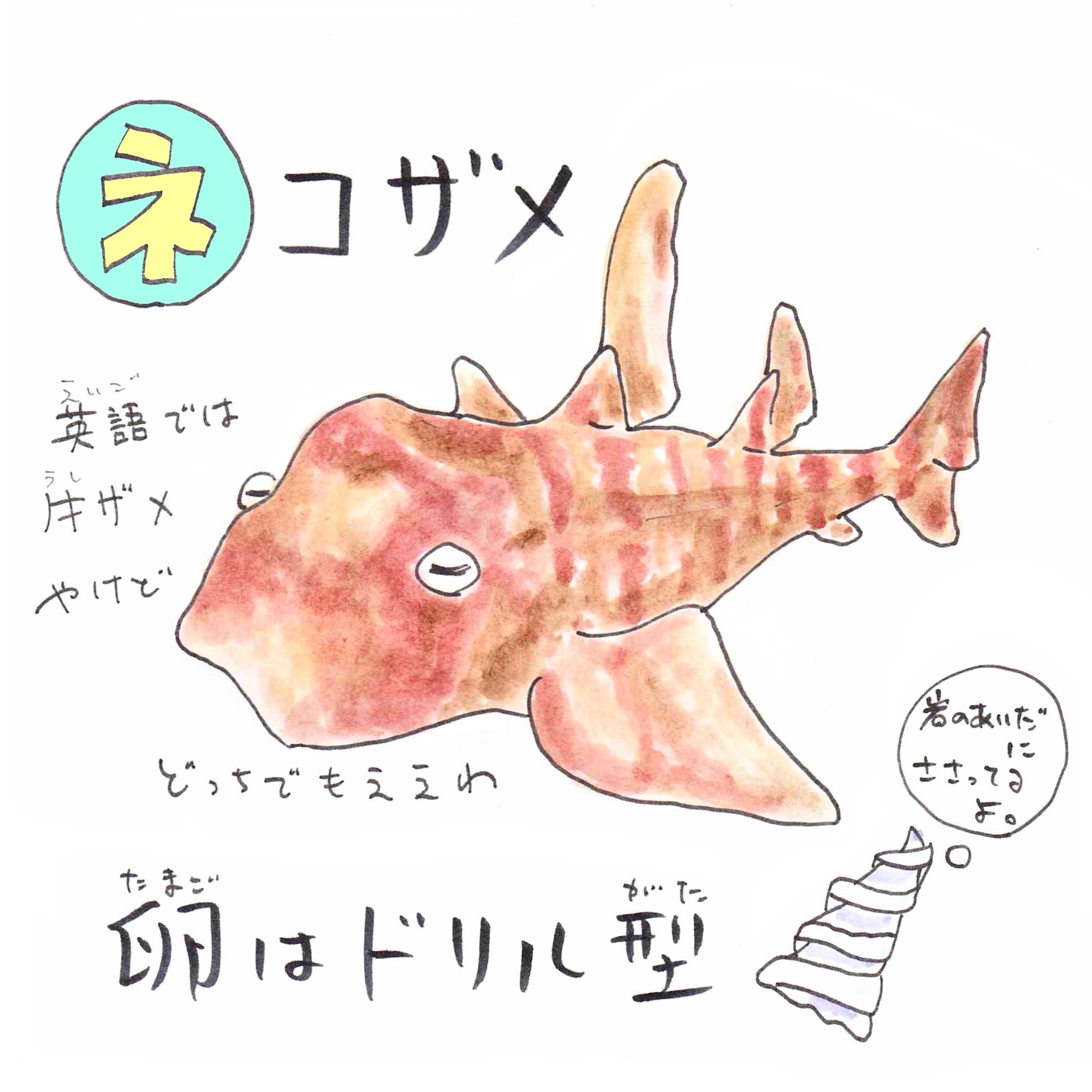 さかなのおにいさん かわちゃん ネ ネコザメ 英語では ブルヘッドシャーク ネコではなくウシサメです 水族館ではよくタッチプールにいたり身近なさかな 好物はサザエを殻ごとバリバリ 和歌山の人は酢味噌で食べるらしい あいうえおさかな