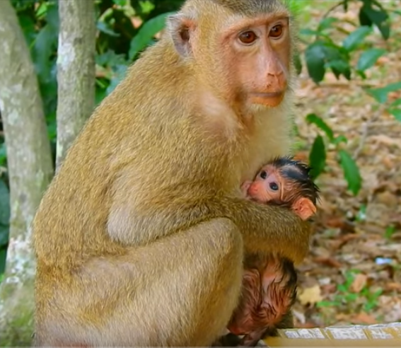 るり あらぬ方向を見ているbilliona でも母親の本能なのか新米母猿が赤ちゃんをぐっと抱きしめて自分の体に密着させた