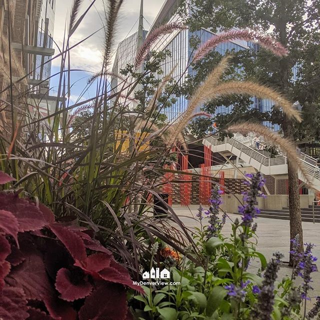 amycesario's tweet photo. Fall is in the air. 
#DenverCololorado #denverlove #denver #citylife #cityviews #MyDenverView #millenniumbridge #luxury #flowerpot #realestate #luxury #autumnvibes🍁 #orangeandred #beforetherain #fallcolors🍁🍂 #303 #5280 #colorado https://t.co/H9Tt1vMKuc https://t.co/xtb2rhKREr