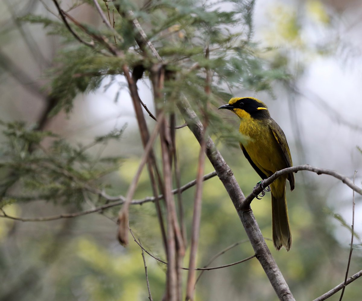 monlaria's tweet photo. Spent an incredible day watching the release of captive breed #HelmetedHoneyeaters into the wild! Such amazing work by @ZoosVictoria, @ParksVictoria, @DELWP_Vic and all the volunteers who work with the program.

Happy #ThreatenedSpeciesDay 🌏 https://t.co/AyiZjMcvyn