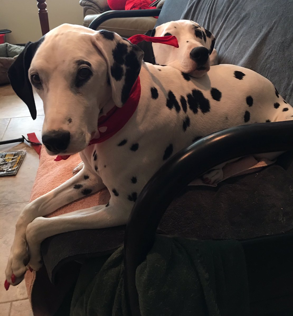 ChiFireFanMolly's tweet photo. Boden and I want to thank you for being our friend. #grateful https://t.co/xmuGxxz5yU