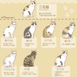 三毛猫の種類をまとめたイラストが分かりやすい!あなたの飼っている子はどのタイプ？