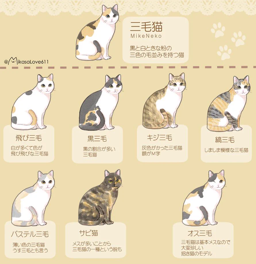 三毛猫の種類をまとめたイラストが分かりやすい！あなたの飼っている子はどのタイプ？
