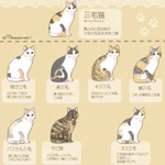 三毛猫の種類をまとめたイラストが分かりやすい!あなたの飼っている子はどのタイプ？