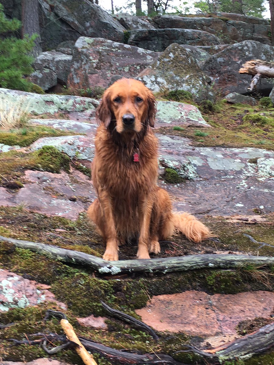 sj_fraser's tweet photo. Enjoying some time off in #blindbayontario. #vfrs_lola enjoying some hikes, swimming, patio, and relaxing with @frankwolf1. This is what #mindfullness looks like for me. @vancouvercism @FireChiefReid @VanFireRescue @IAFF18 https://t.co/zgDdeiWFIa