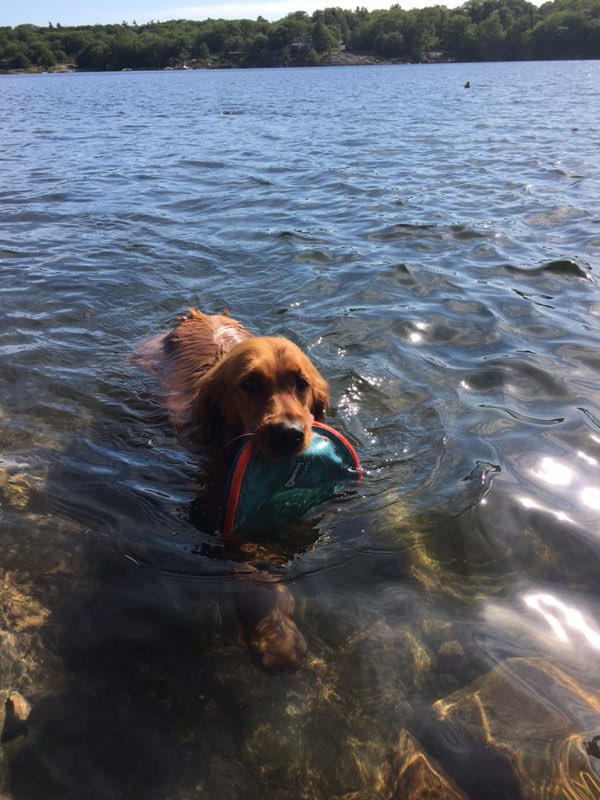 sj_fraser's tweet photo. Enjoying some time off in #blindbayontario. #vfrs_lola enjoying some hikes, swimming, patio, and relaxing with @frankwolf1. This is what #mindfullness looks like for me. @vancouvercism @FireChiefReid @VanFireRescue @IAFF18 https://t.co/zgDdeiWFIa
