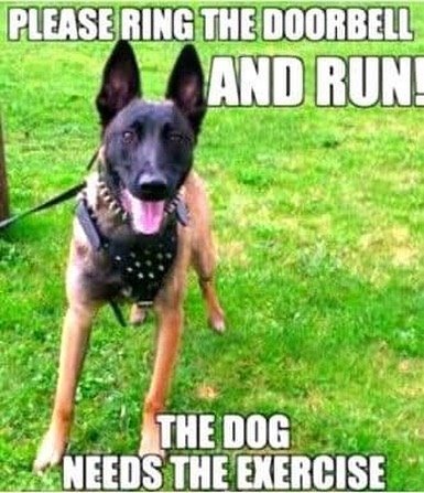 finelinefamily's tweet photo. #forsale #dogforsale #forsaledog #familyprotectiondogs #protectiondog #protectiondogs #personalprotectiondog #dogsofinstagramworld #housetrained #dogsofig #workingdogs #instadog #doglovers #familyprotection #kidsafe #workingk9 #workingdog #dogoftheday #floridadog #petstagram #pet https://t.co/L5tYPFgpeM