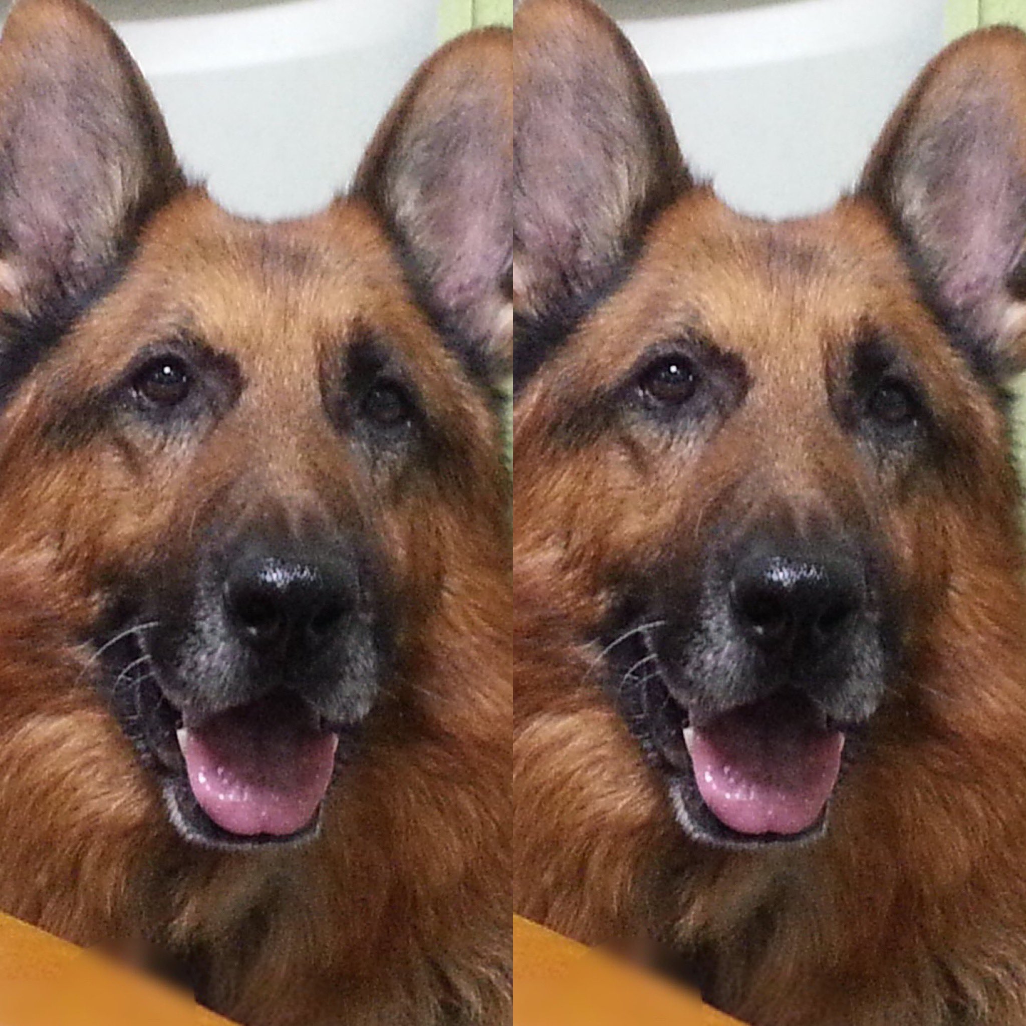 おとうさんといっしょ ジャック ジャーマン シェパード Germanshepherddog ジャック 犬 いぬ おとうさんといっしょ ジャック ジャーマン シェパード Germanshepherddog ジャック 犬 いぬ