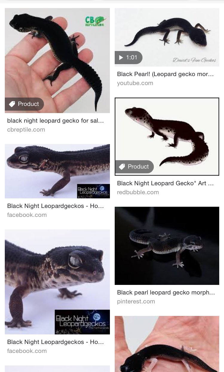 Leopard Gecko Black Pearl