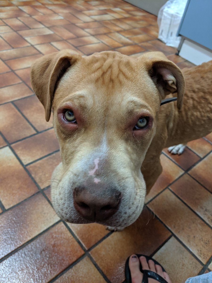 GeeBorsh's tweet photo. @ChuckWendig @nursekelsey Turk, who doesn't understand that bees are not Wasabi peas. Poor baby. https://t.co/Bb4vTSrjiR