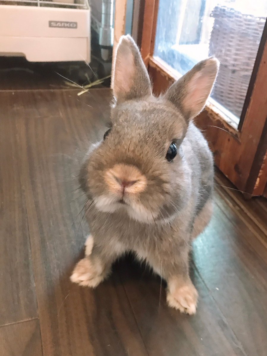 うさぎカフェ ミニヨン Auf Twitter 目がくりっとしてて愛嬌のあるスモークパールのネザーちゃん カジカジするのが大好きだけど なでなでされるのも大好きᕱ ᕱ カフェミニヨン 吉祥寺カフェ 東京カフェ うさぎ うさぎカフェ 動物カフェ ネザーランド