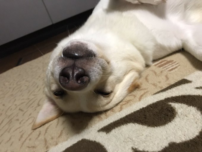 甘栗のtwitterイラスト検索結果