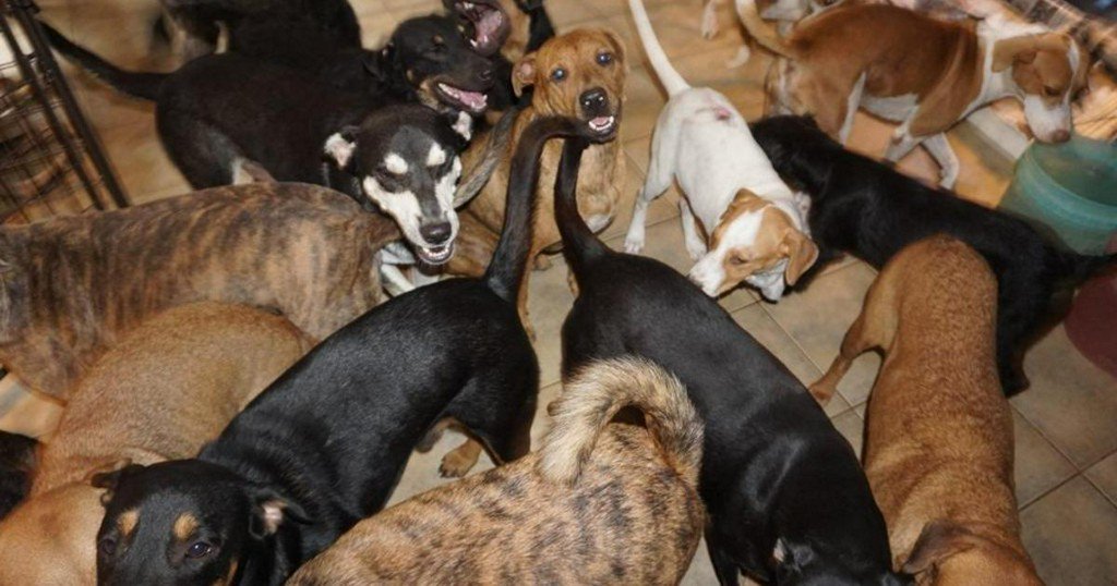 CBSNews's tweet image. Hurricane hero: Woman rescues nearly 100 dogs, taking them into her home during Dorian cbsn.ws/30WuCXA