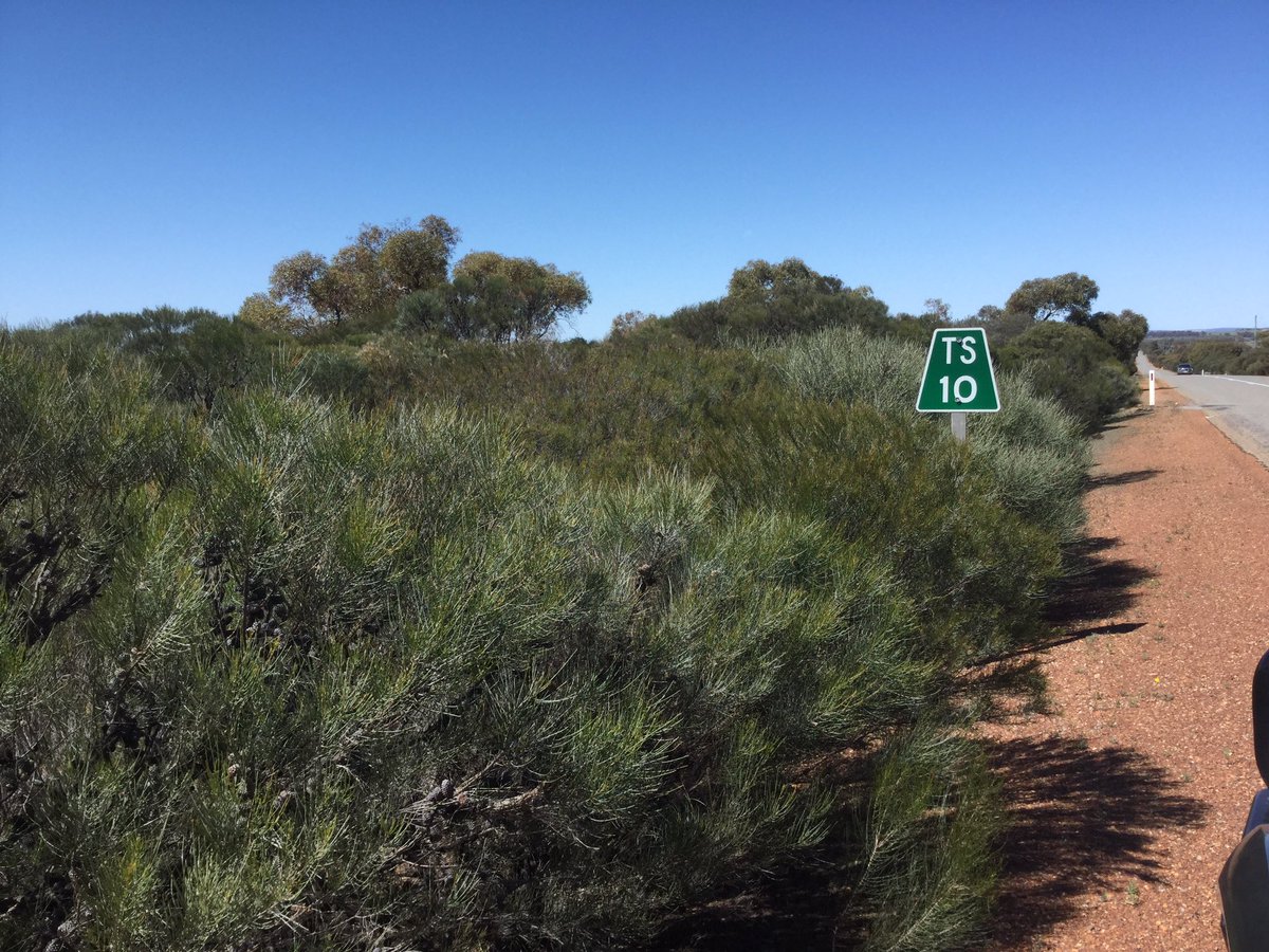 jackiecourtenay's tweet photo. Driving home from a fantastic two days @ #TSForumWA & even the km signs are acknowledging #ThreatenedSpeciesDay... 15km from #ThreeSprings & thinking there are ~💯 #ThreatenedSpecies for every km we have left till our next stop. Pity the threatened sp count isn’t ⬇️ as quickly. https://t.co/sCHJI0WDij