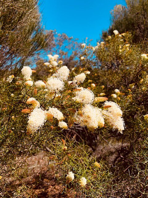 jackiecourtenay's tweet photo. Driving home from a fantastic two days @ #TSForumWA & even the km signs are acknowledging #ThreatenedSpeciesDay... 15km from #ThreeSprings & thinking there are ~💯 #ThreatenedSpecies for every km we have left till our next stop. Pity the threatened sp count isn’t ⬇️ as quickly. https://t.co/sCHJI0WDij
