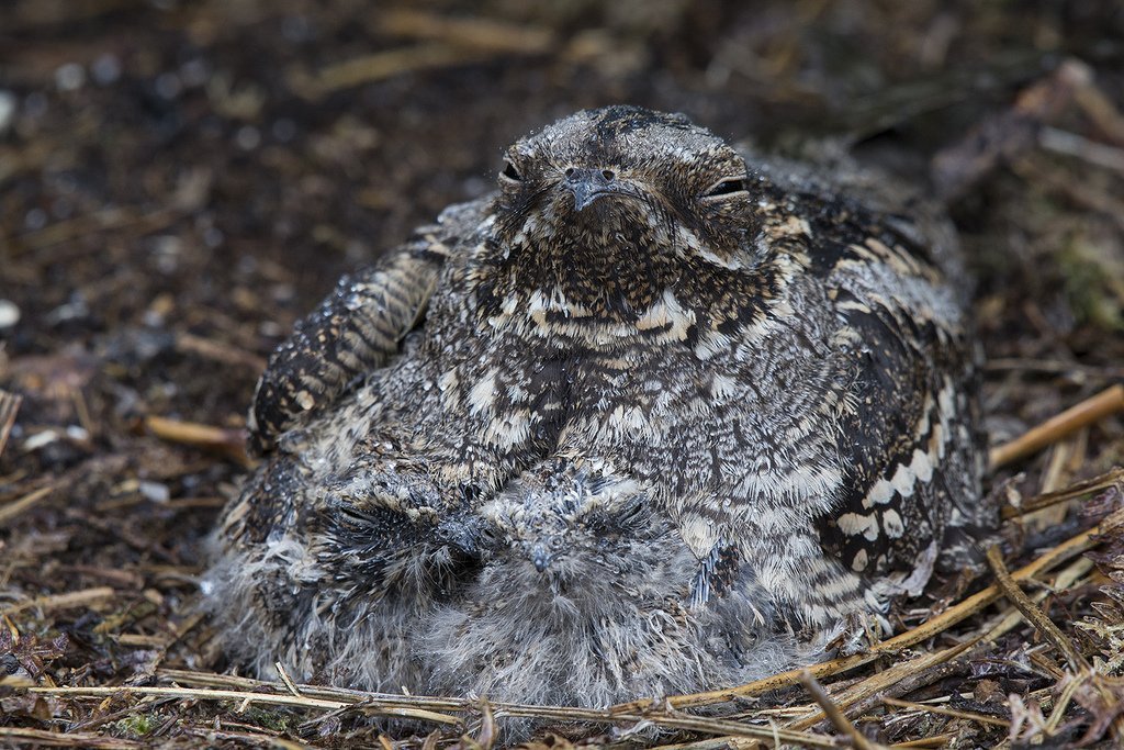 lymanduggan's tweet photo. @ellycknight @KillamTrusts @CFUWFCFDU Once Common #Nighthawk #Bullbat #MosquitoHawk #NightJar #Bird #GoatSucker (Chordeiles minor) #Wiki https://t.co/0z8vpMHdZN
Discussion Group https://t.co/XUSYZmy4EG https://t.co/DAiDrgbjvE