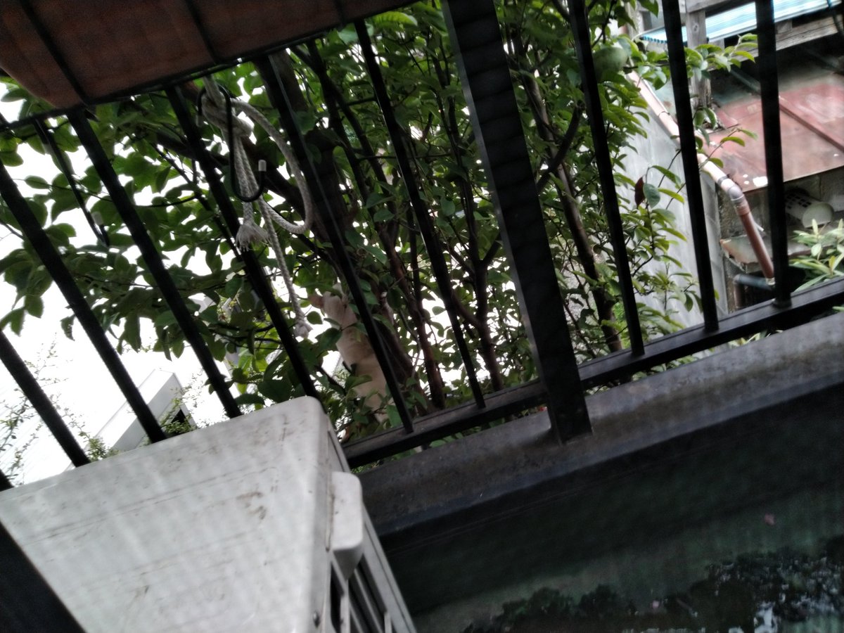 SometimesJapan's tweet photo. Shiro-chan is a stray cat. He climb the chinese quince's tree. And he eats lunch on our balcony.
#tokyo #straycats https://t.co/CfVw3skBya