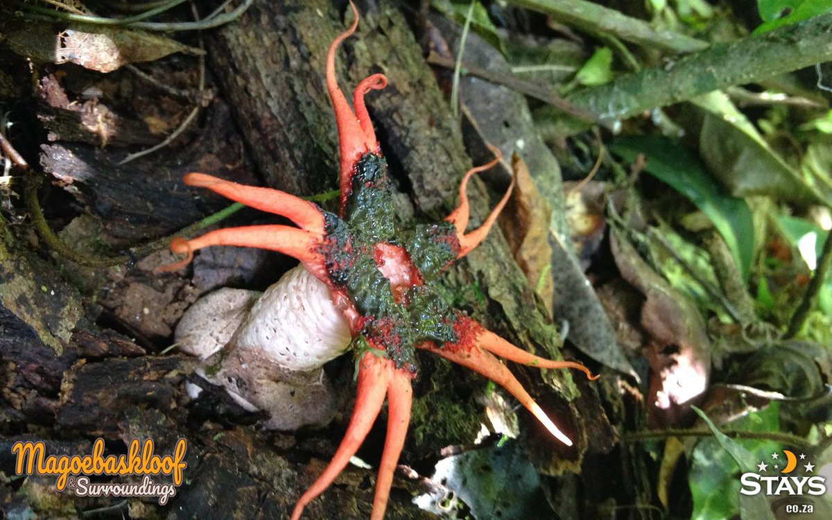 StaysCollection's tweet image. Magoebaskloof is an area where the visitor can see masses of breathtaking indigenous flowers &amp;amp; colourful fungi set in an area of natural forest and man made plantations. 
magoebaskloofstays.co.za
#Magoebaskloof #fungi #flowers #stays #Staysselect #localvenues #Southafrica #holiday