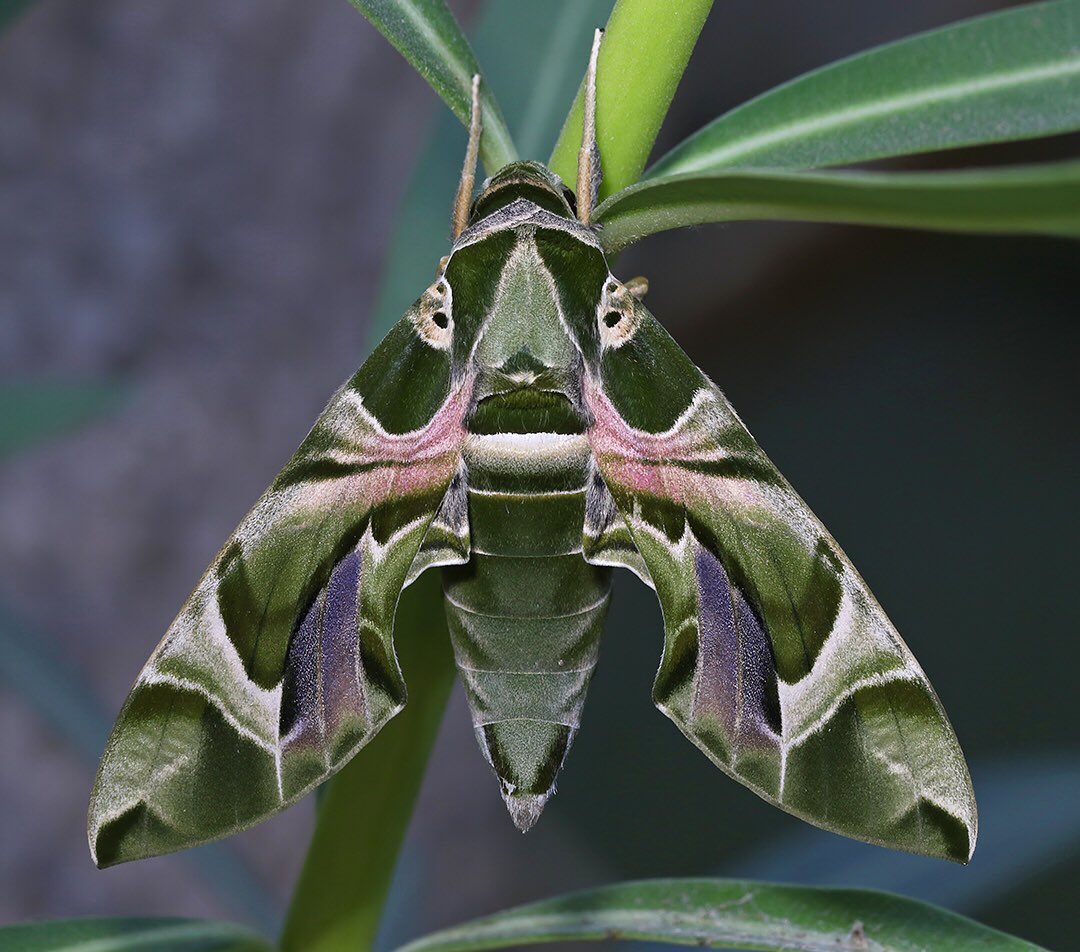 Oleander Hawk-moth in Greece. 