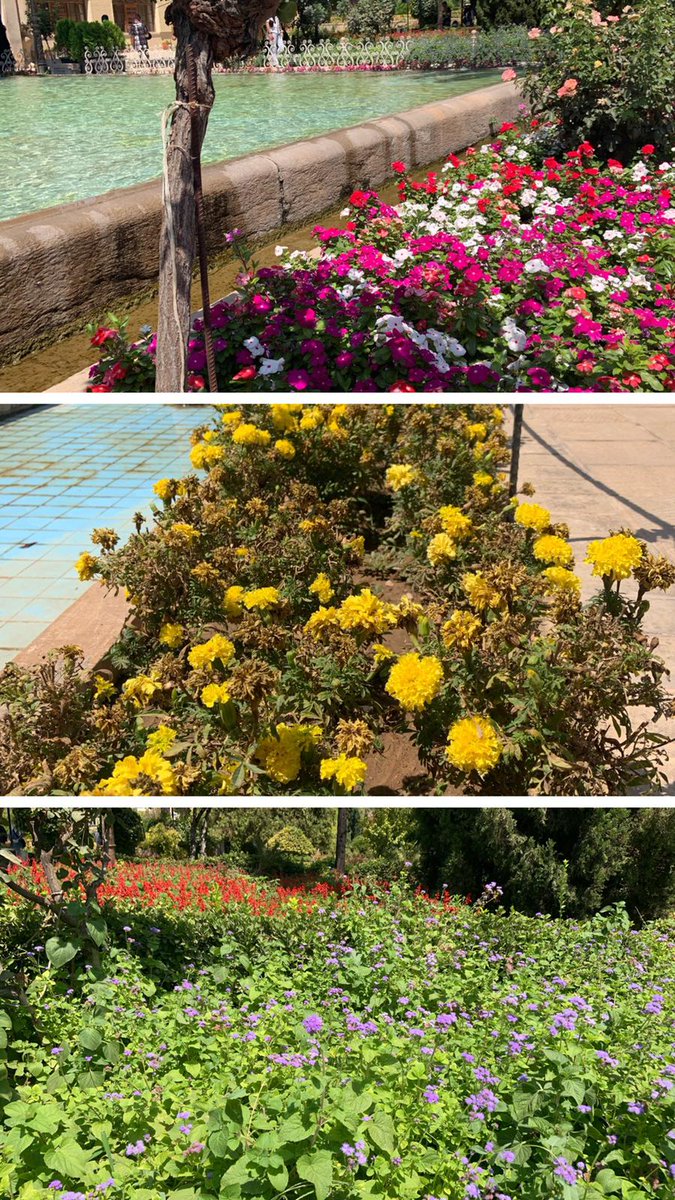 TahinaCan's tweet photo. Visitamos el jardín de #Eram, un oasis en medio de la calurosa ciudad de #Shiraz.

#shiraz #iran #tourism #Travel https://t.co/xBp9IhONq4