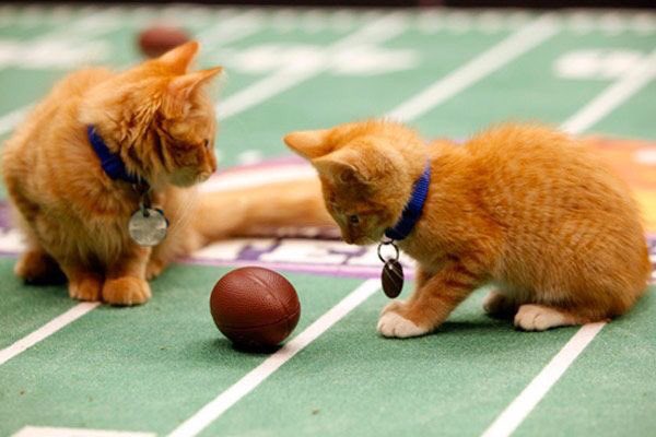 Good Morning loves 💋. Football weekend finally 🙌. Hope everyone has a wonderful day #Caturday #saturdaymorning #FootballIsBack ☕️🍩🎉🙆🏼‍♀️🏈🐈