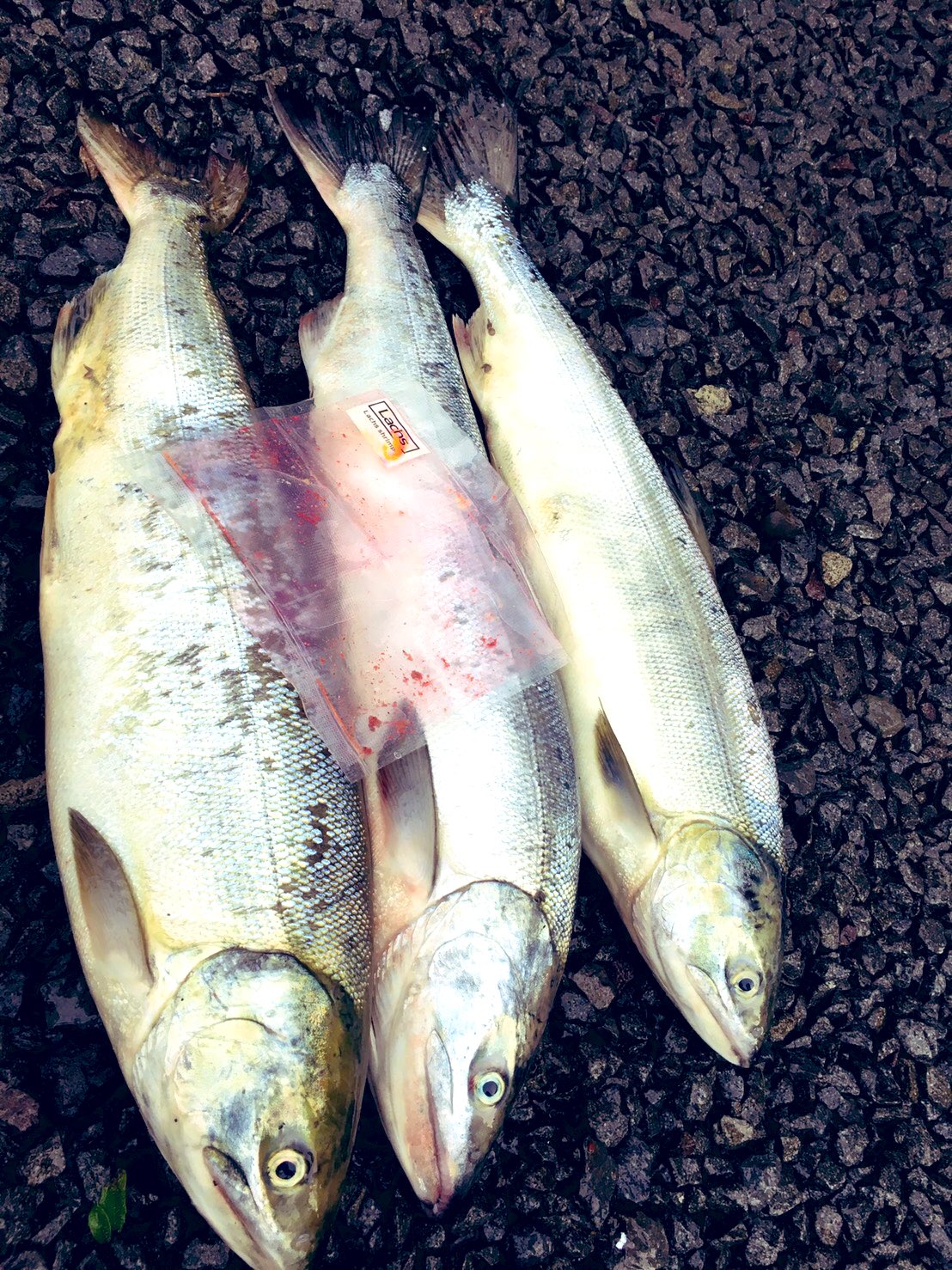鮭釣り餌 Twitter Search Twitter