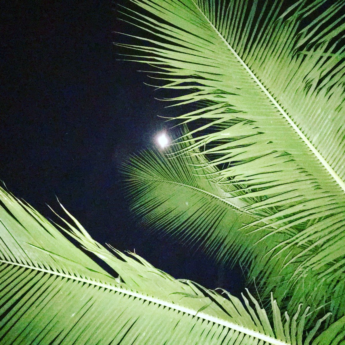 #noitestropicais #tropicalnights