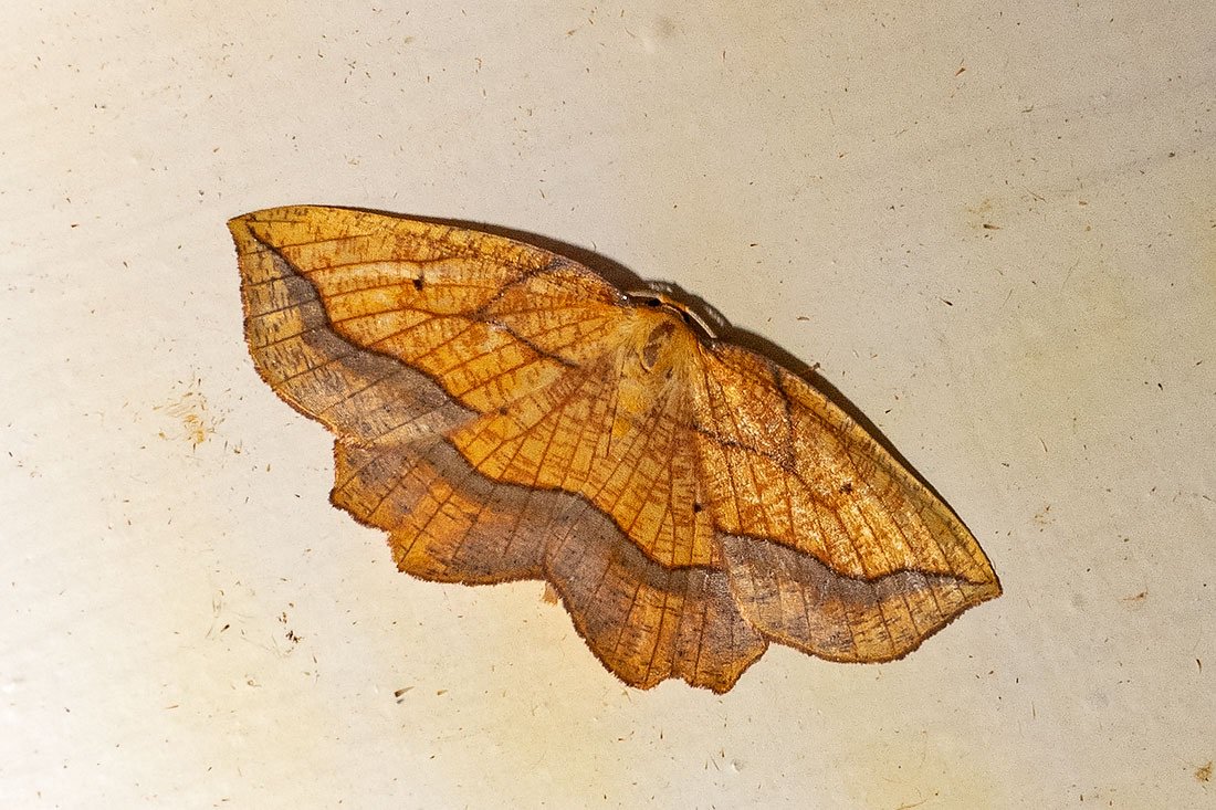 keithwarmie's tweet photo. What was that old mobile phone advert - 'the future's bright the future's orange?' Certainly the case last night whilst mothing at Alvecote Wood with Bordered Beauty and Frosted Orange in the #LepiLED trap. @BCWarwickshire https://t.co/PPV9KATC1G