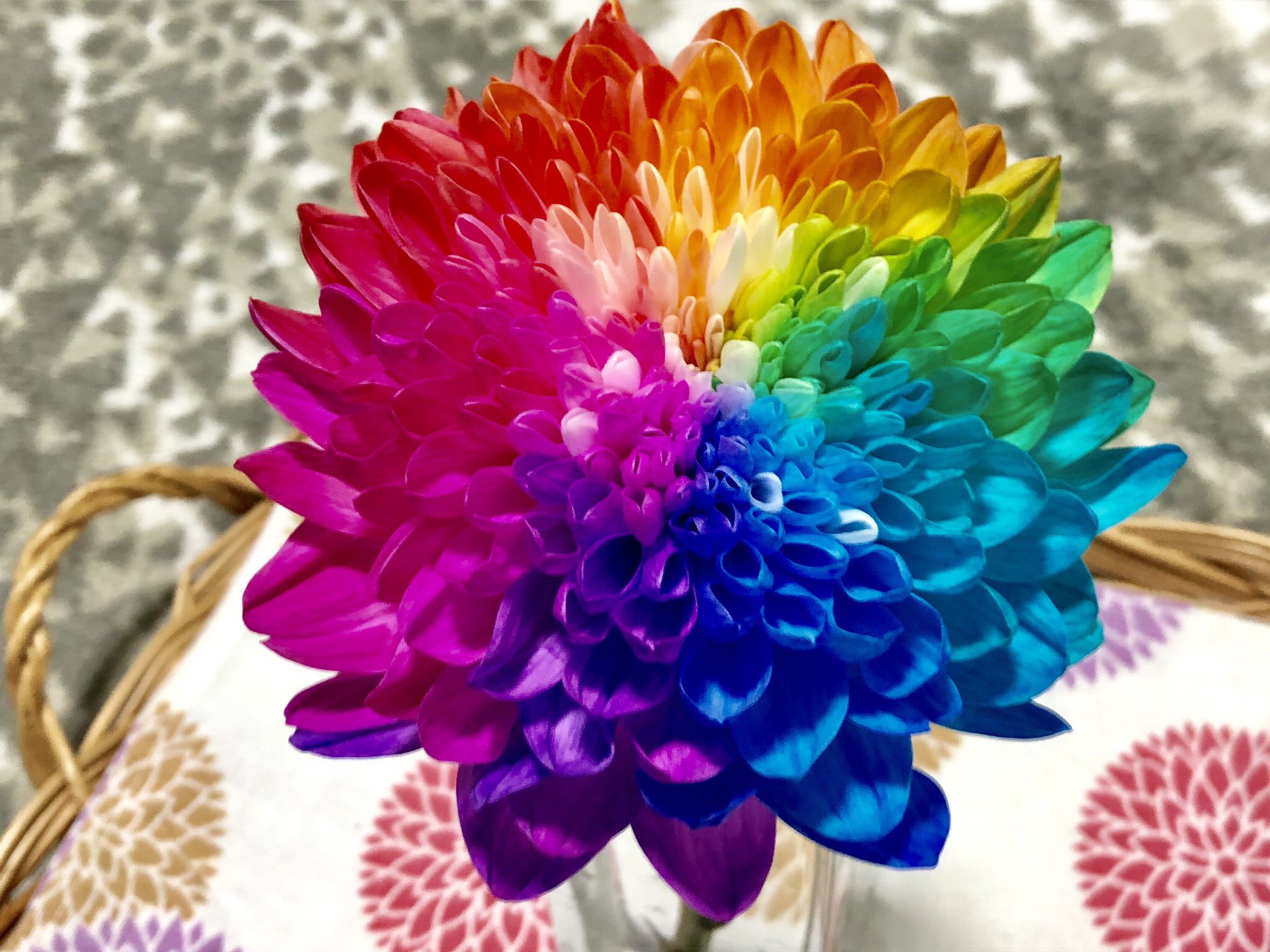 あきしま レインボーマム 菊 花言葉は 大きな愛 だそう 最近はこんなに鮮やかな菊があるのだなんて お墓まいりも華やかにできそう T Co 3z1debfbba Twitter