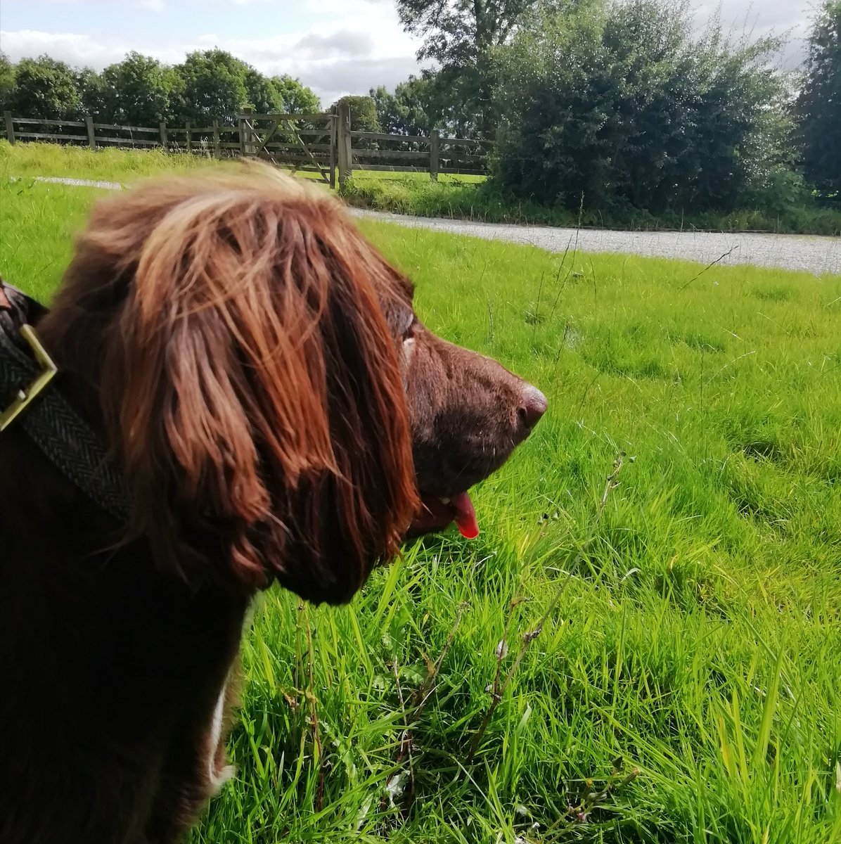 Albie looking forward to seeing his mummies after they get married so he can be in the photos