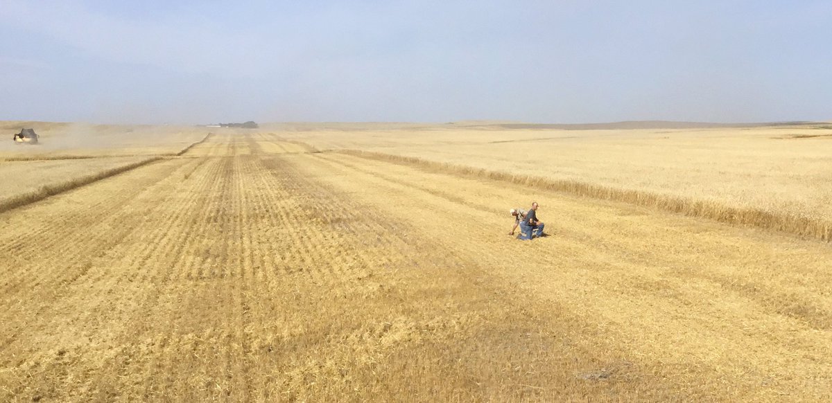 GribbleRC's tweet image. US farmer (&amp;amp; dealer) learning from a couple of days demonstration of the @NewHollandAG CR 10.90 with full automation in #durum  #intellisense certainly has potential.