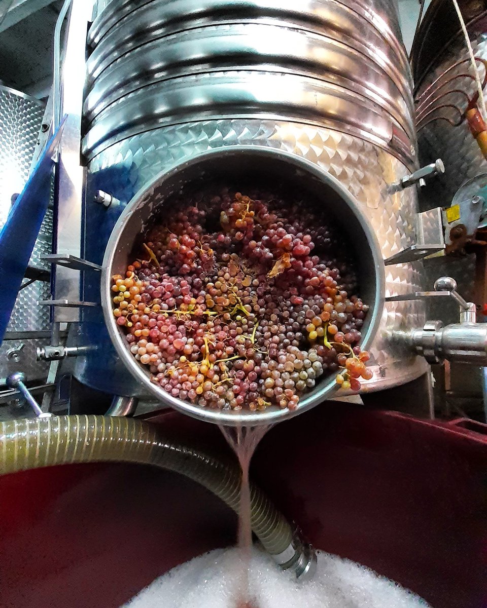 CellerFrisach's tweet photo. Portes que s'obren! #esllomada2019 #TerritoriVernatxa #LoViDeCorBerA #TempsiPells #OrgaNicFarminG #orgullpagés #SeguimPerABingo #grapelover🍇 #NaturalmentVi https://t.co/AMg1uB1Y1T