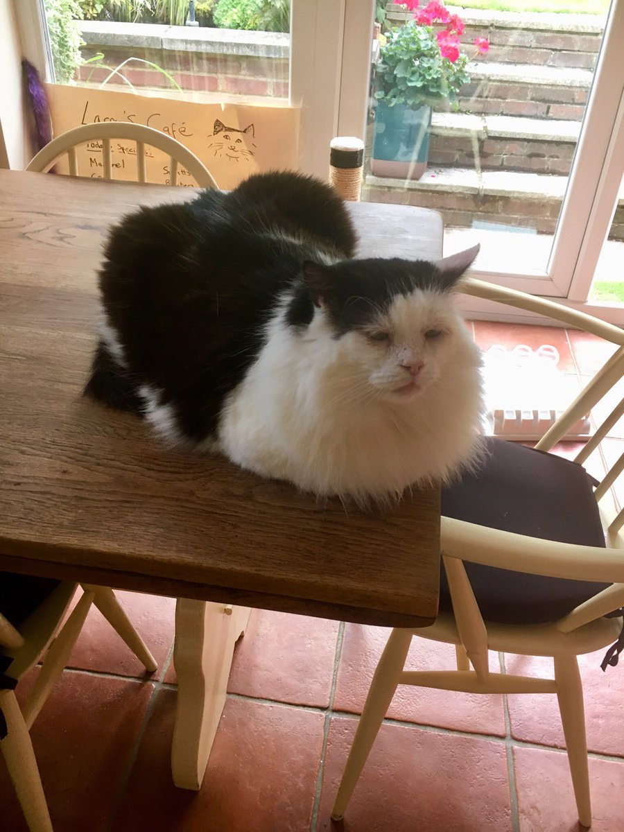 LovelyLarryCat's tweet photo. The humans found me on the kitchen &amp; garden viewing platform they made for me 😸 ...apparently its called a dinner table and I‘m not allowed up here, but I still really enjoyed it! 😻😼 Happy #Caturday all! #LarryFanClub #Cats #FIV #AdoptDontShop https://t.co/2t3zq5FGXB