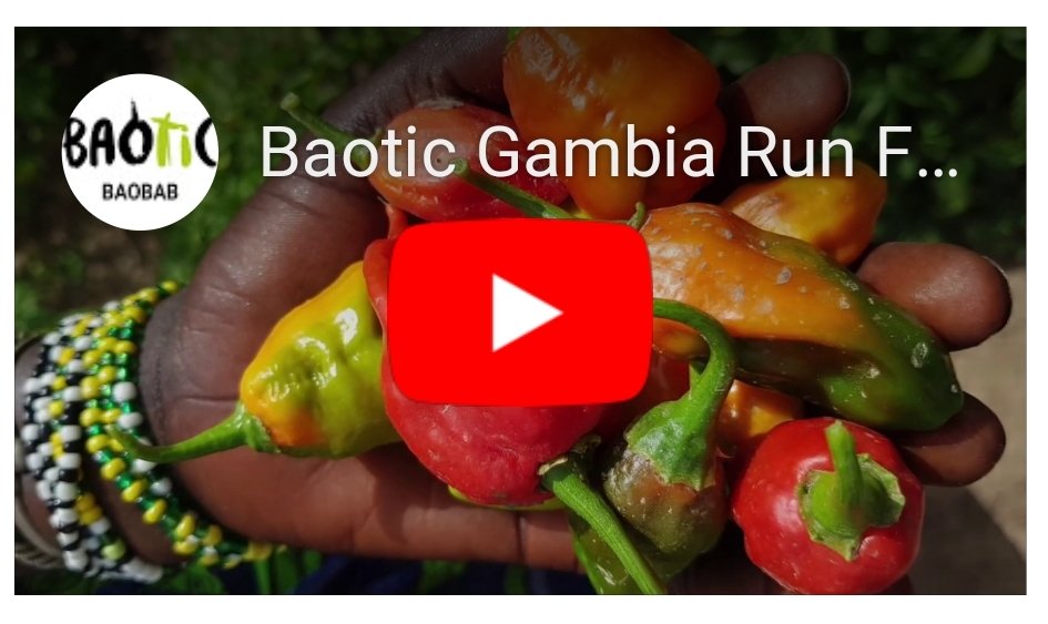 DrinkBaotic's tweet image. BLOG: Part 2! (+video) 'Running With The Gambia For Social Change' 
drinkbaotic.co.uk/blog/running-w… 👈👈😍 More video/ photo from our recent Mansajang community run, celebrating their co-operative garden! 🌾🌽🥕🏃‍♂️
#blog #ukrunchat #running #SustainableDevelopment #sdgs #health #nutrition