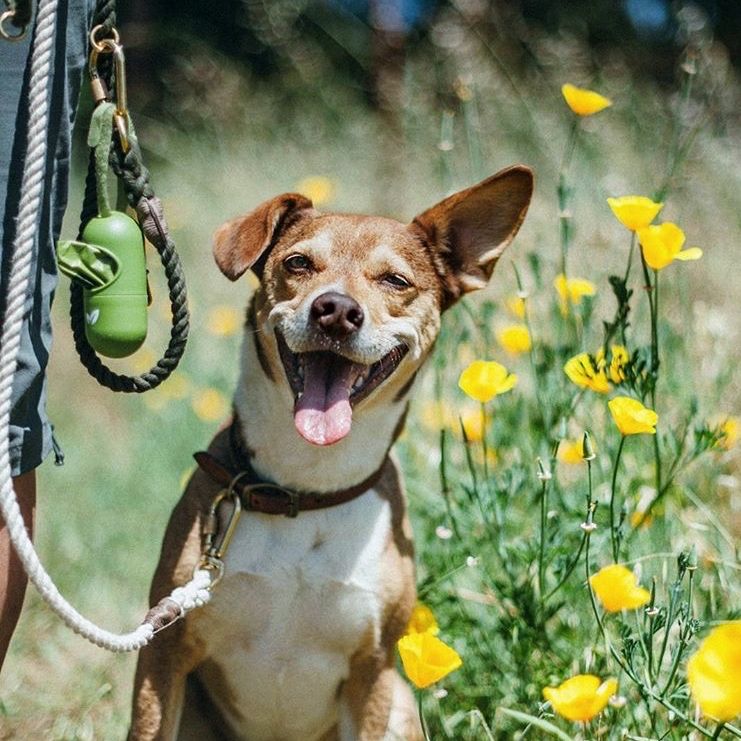 junnipets's tweet photo. Oláaaaa sábado !🌻
.
.
.
.
#happydoghappylife #saturdayvibes #sunny #summer https://t.co/hjq32TvttH