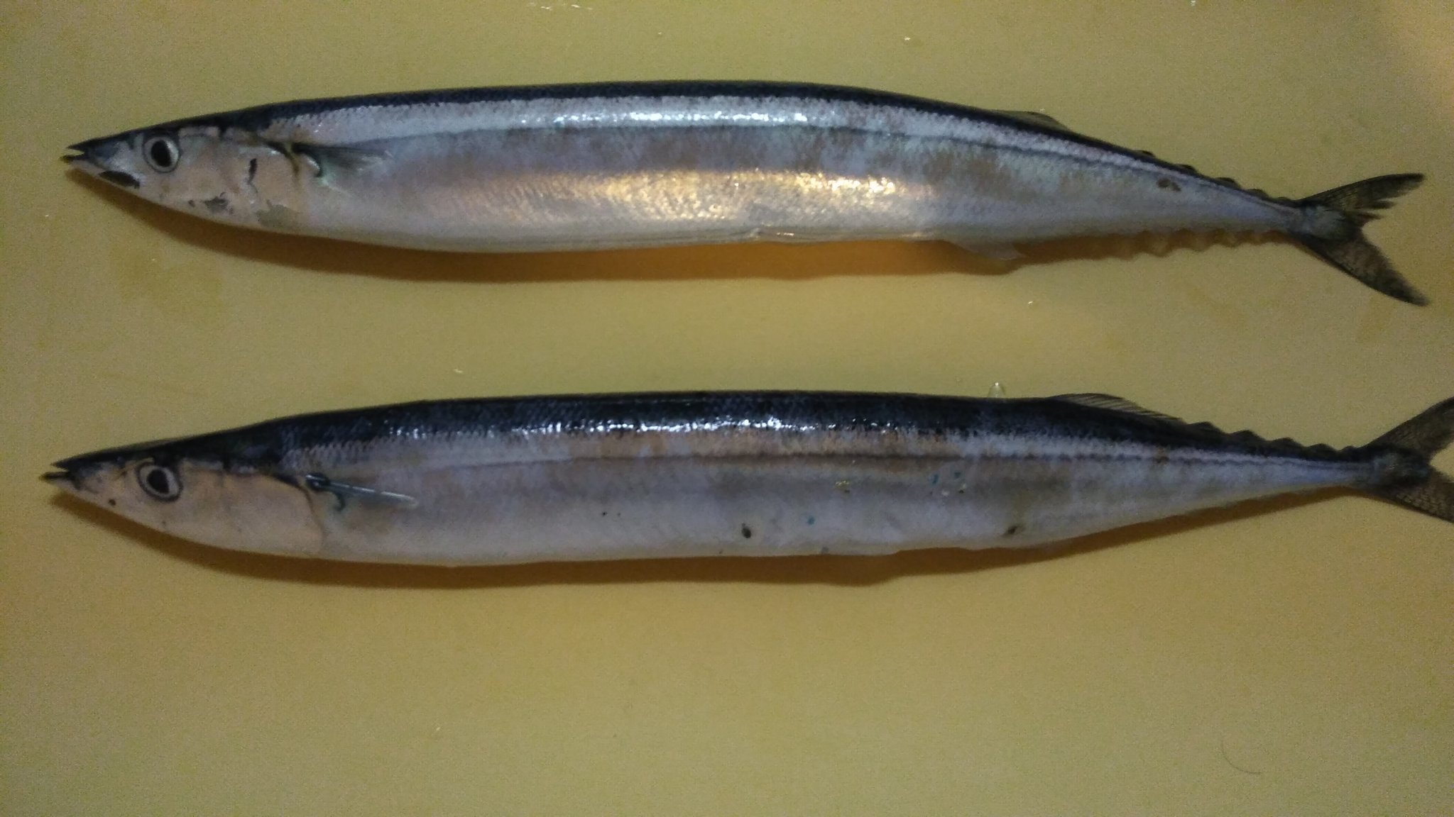 じょー 本日の 生魚チャレンジ は サンマ 一匹を刺身 もう一匹は丸焼きにしたけど サンマの刺身 ってちゃんと作ろうとすると難しいね 腹骨すくのも 皮をひくのも 一筋縄ではいかず そのまま食べてしまった 笑 もう少し安くなったら