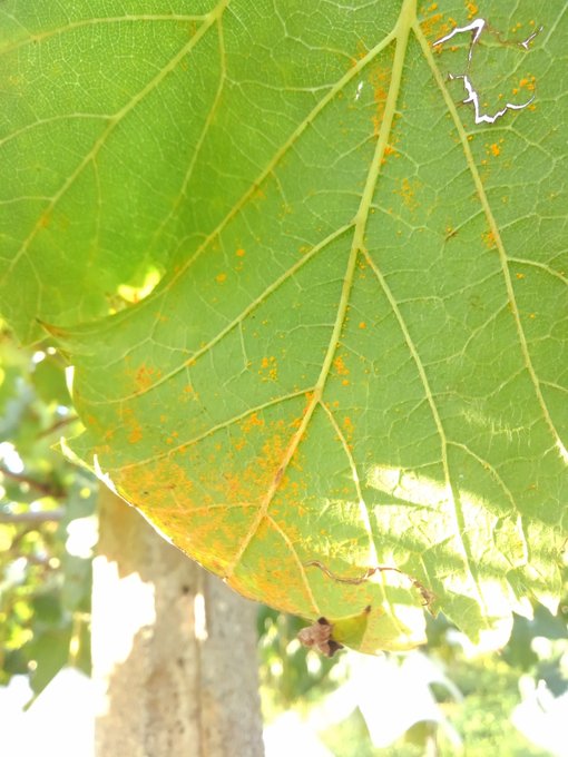 さび病 病気 虫 雑草
