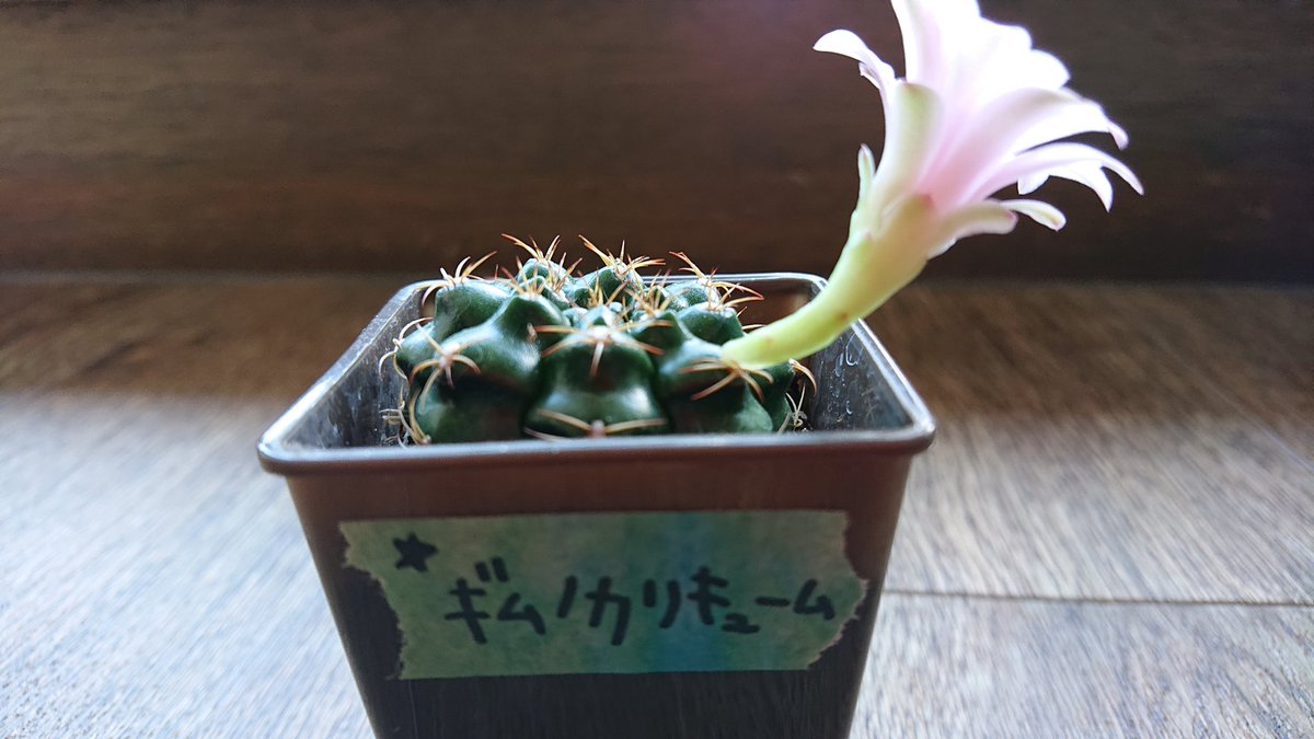 ギムノカリキューム ギムノカリキューム