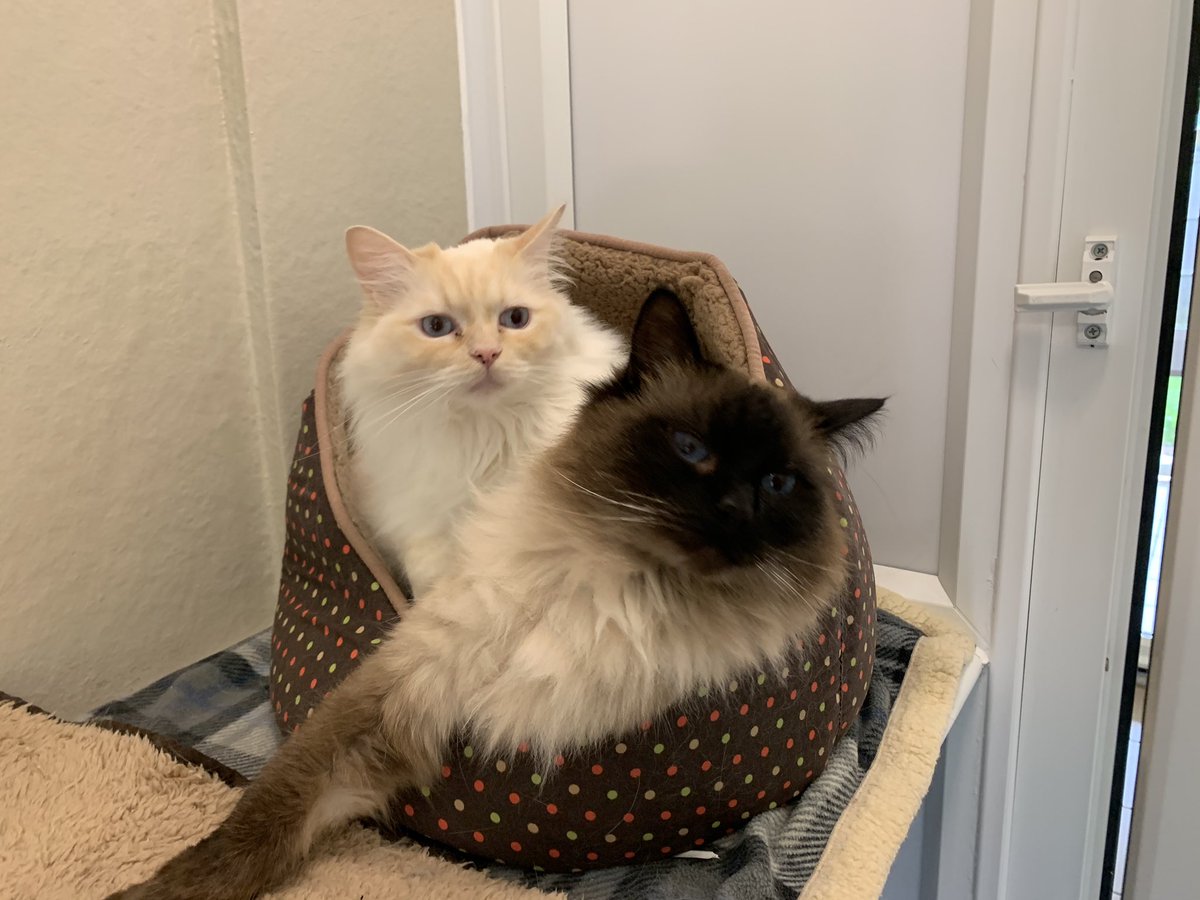 ElmtreePetHotel's tweet photo. Blue and Red 🐱 https://t.co/UmnUldtvfB