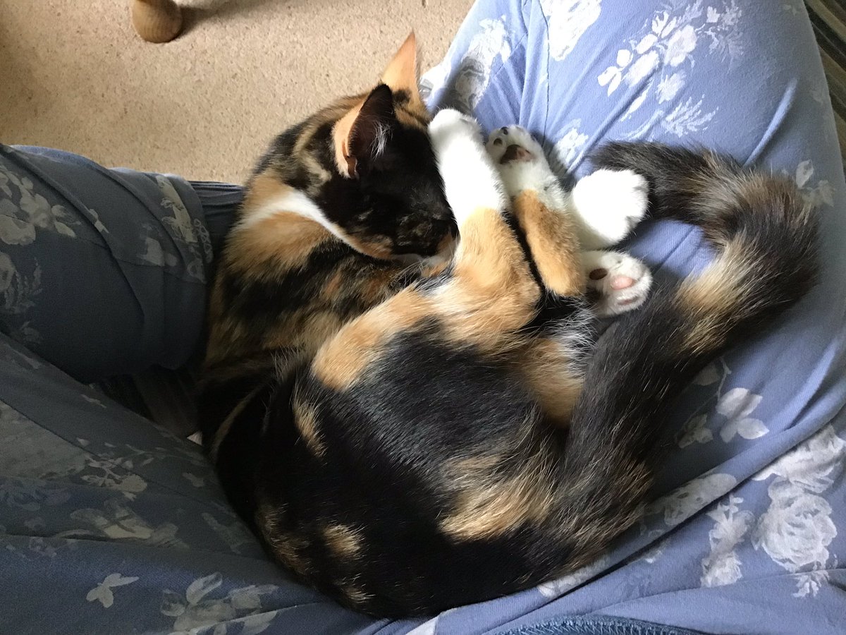 ripongslib's tweet photo. Well I’m stuck, because cat! Happy #Caturday https://t.co/lfqs4IZZg3
