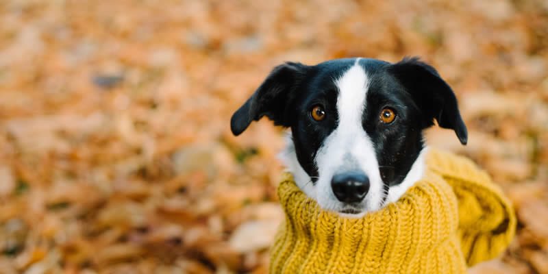 dotty4paws's tweet photo. Our friends @UnitedDogdom will be at the Orsett Show this Saturday 7th September.
Pop along and treat your pup to some new Autumn accessories for their pawdrobe or a tasty snack ๐
https://t.co/2jCdJw2g1j
#OrsettShow #daysoutwithdogs #UKGiftHour #ukgiftam https://t.co/Oo6GpyDJ0V