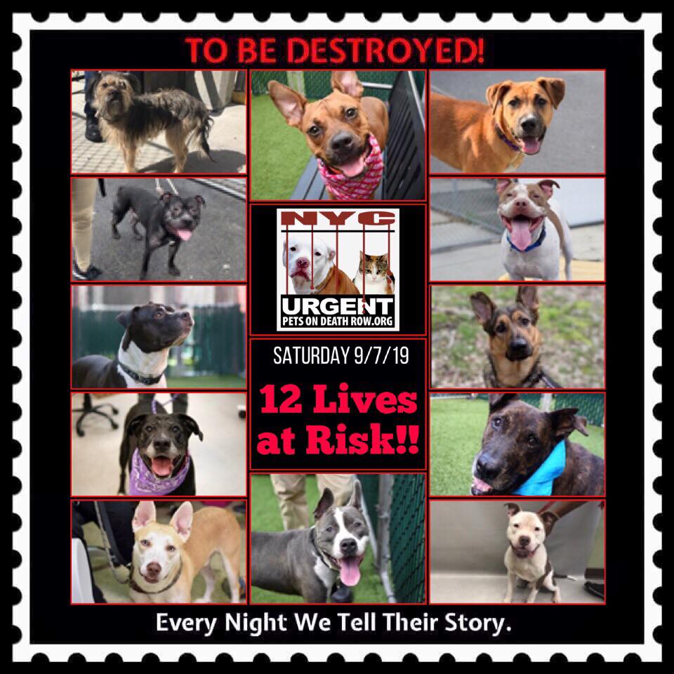 12 PUPS ON KILL LIST SATURDAY 09/07/19 💔😢 PLS SHARE LIKE CRAZY ❤️ THANK U ALL ❤️ newhope.shelterbuddy.com/Animal/List?An… #NYCACC #NYC #DEATHROW #DOGS #pitbull #puppy #dogs