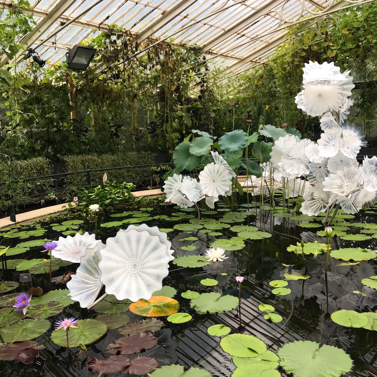FigurePodcast's tweet photo. In our latest episode, we spoke about the phenomenal Colonel @damekellyholmes, the importance of honeybees and the beautiful exhibition from Dale Chihuly at @kewgardens 🏃🏾‍♀️🐝🌸

https://t.co/xjyBNtSgao https://t.co/IzxbzMd5Tw