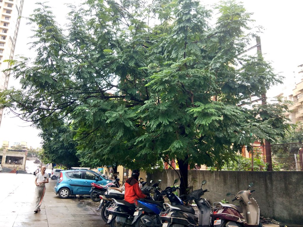 richapintoi's tweet photo. @TMCaTweetAway kindly check this tree, branches of it could fall injuring a passerby. Location: #Parsik Nagar, outside Amrut Angan bldg https://t.co/V1JmW6mKjO